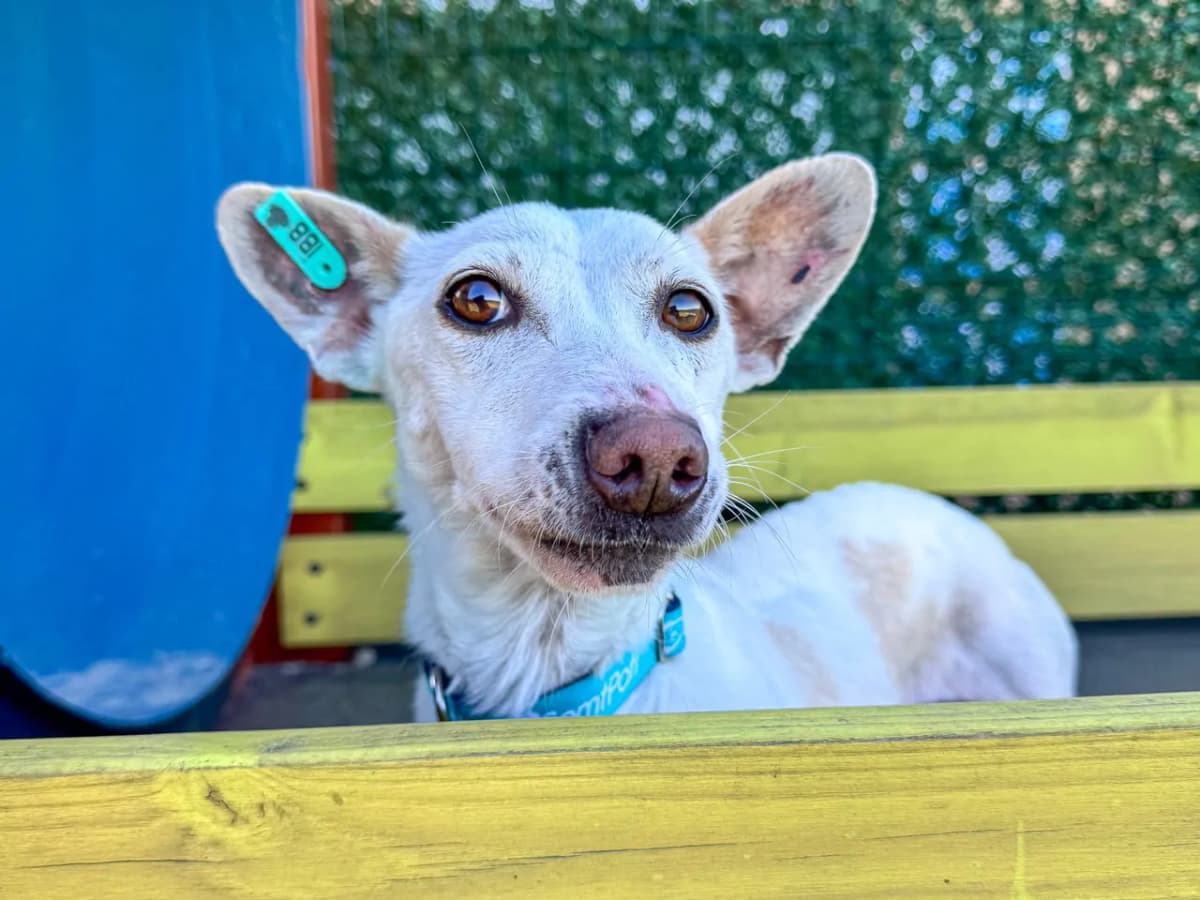 Boncuk Melez Köpek, İstanbul