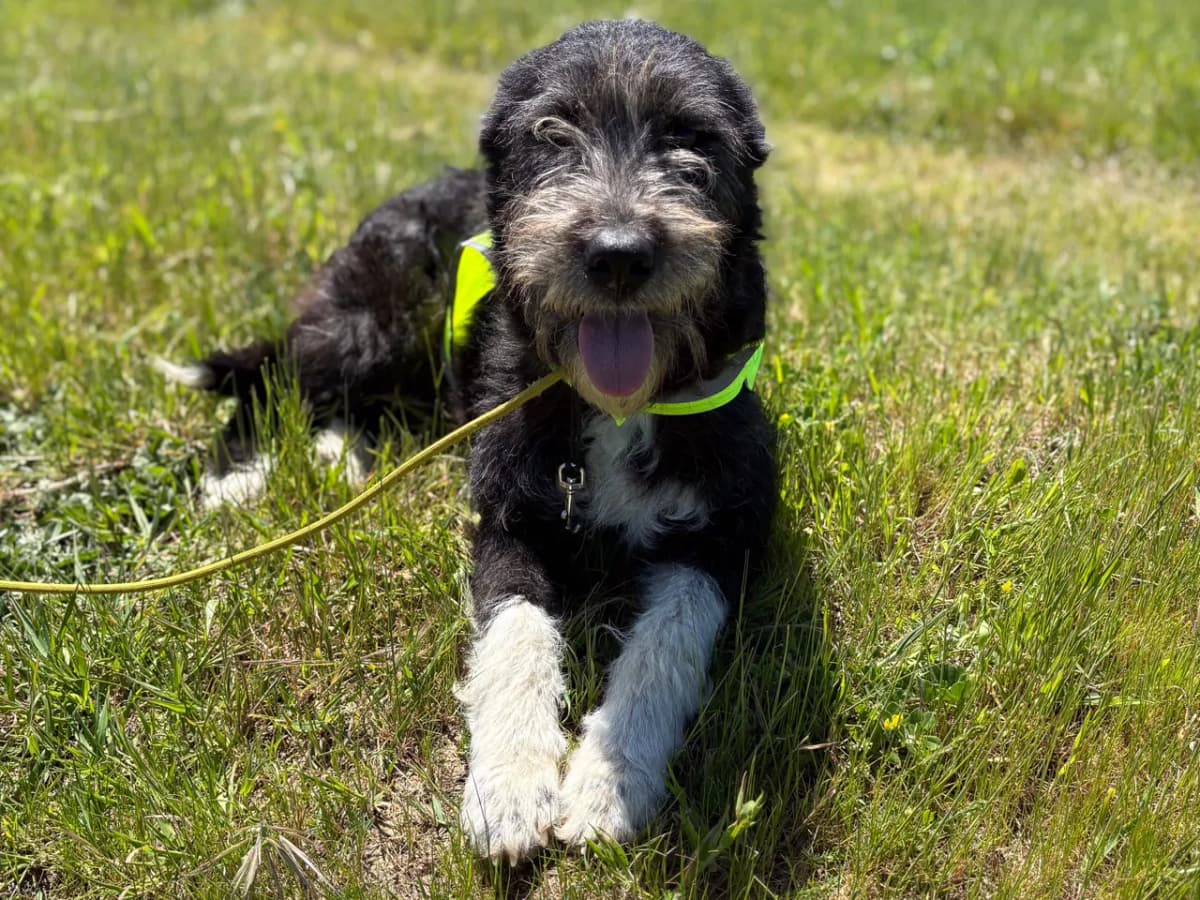 Helva Melez Köpek, İstanbul