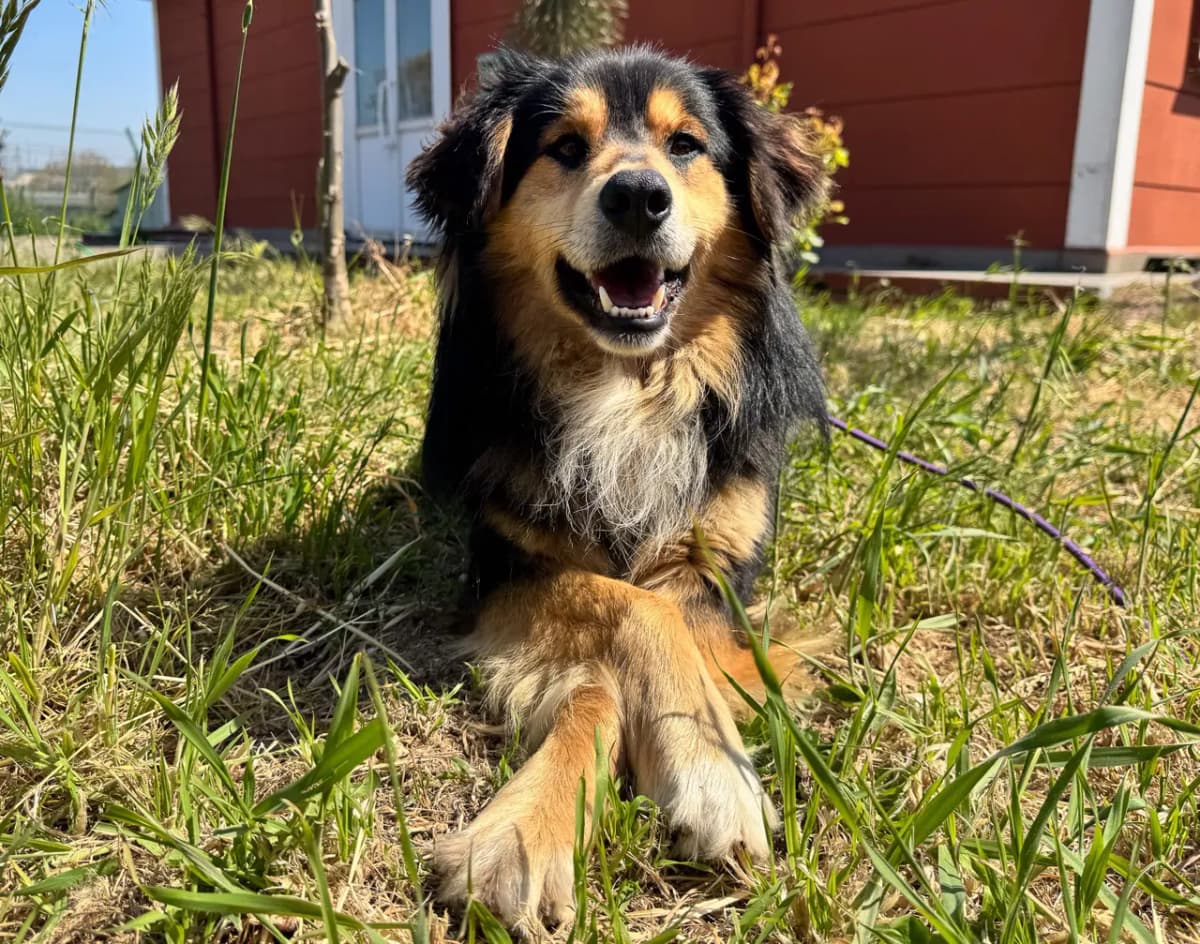 Robin Melez Köpek, İstanbul