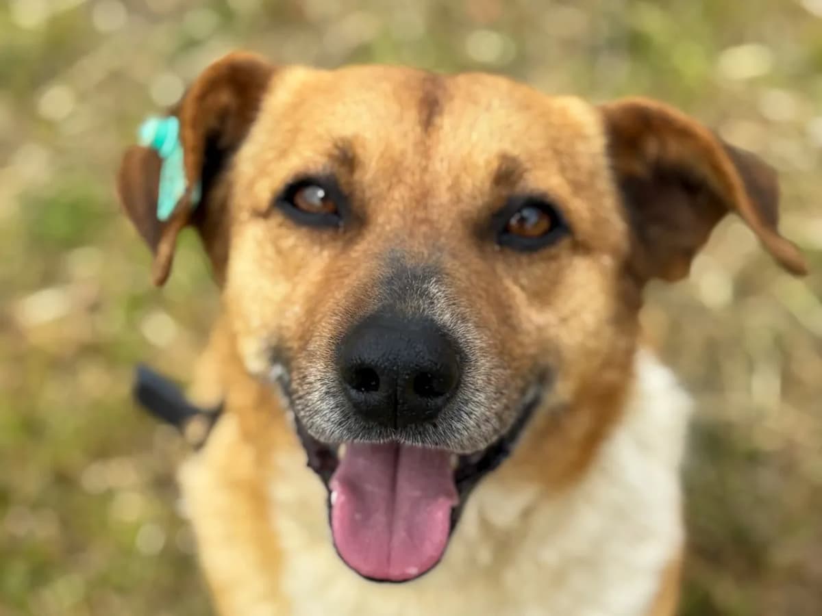 Rufi Melez Köpek, İstanbul
