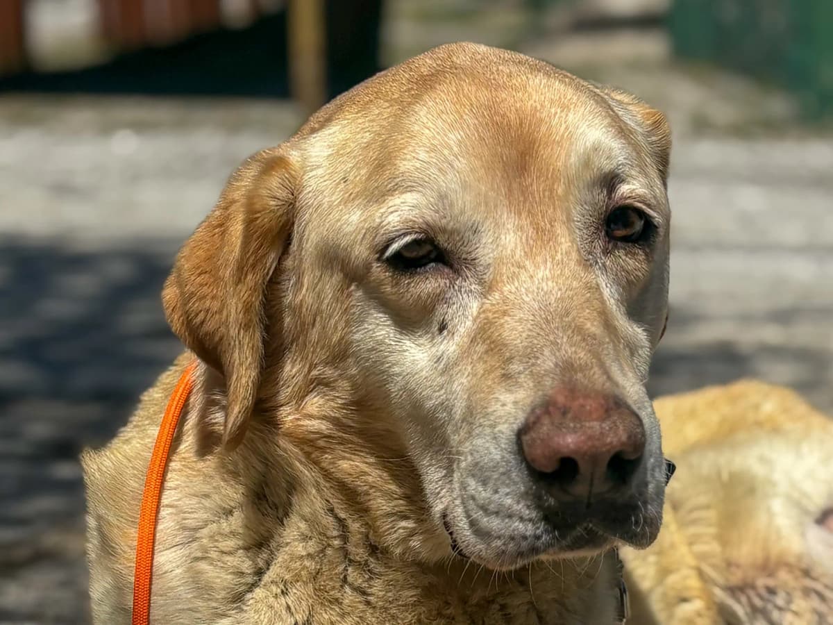 Mila Melez Köpek, İstanbul