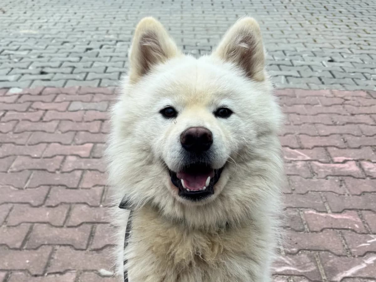 White Melez Köpek, İstanbul