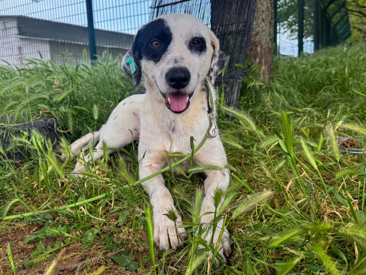Flake Melez Köpek, İstanbul