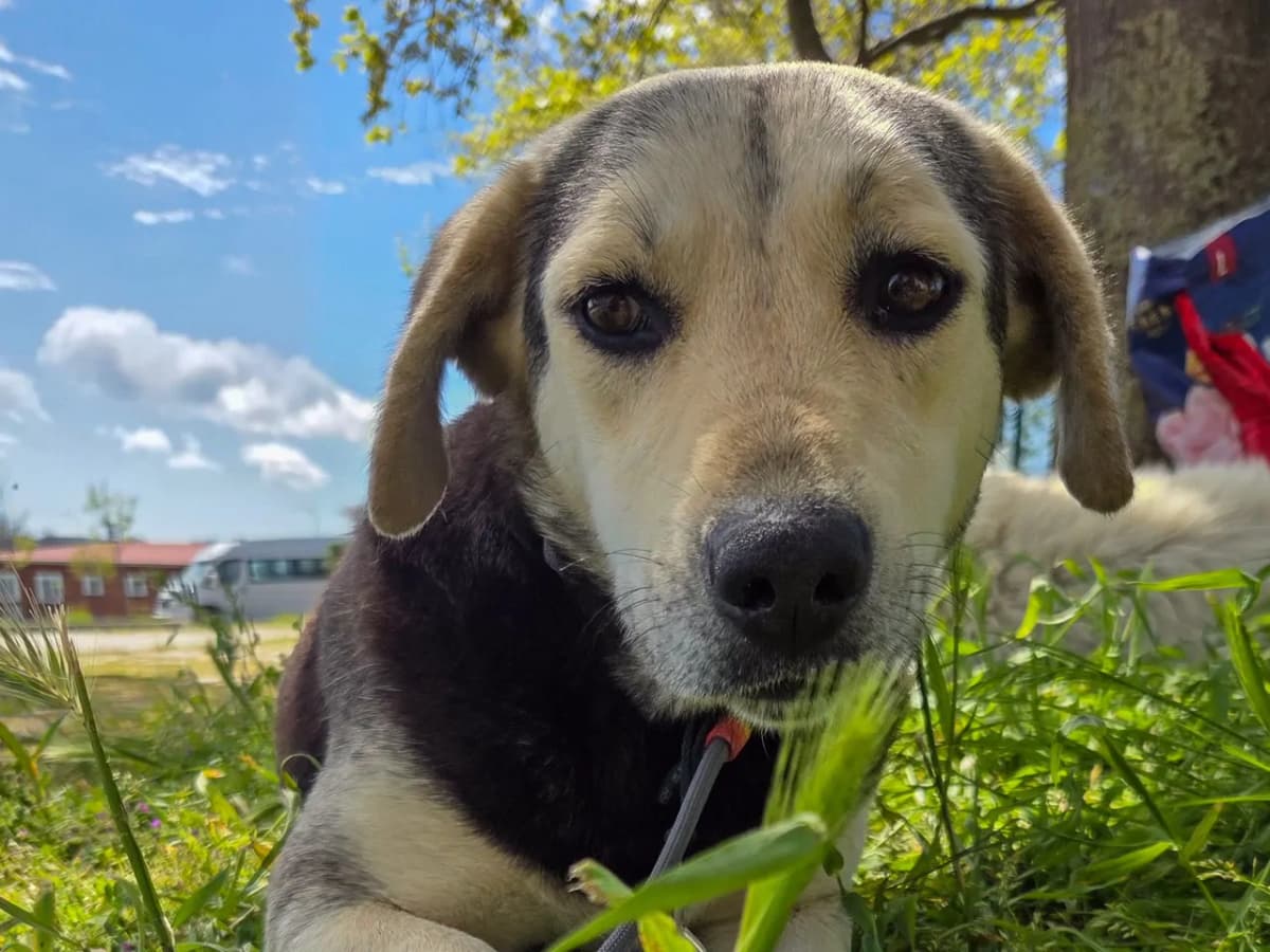 Berry Melez Köpek, İstanbul