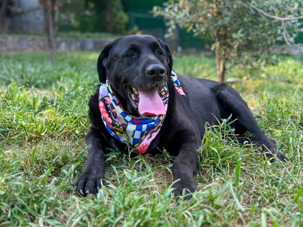 Tavuk Melez Köpek, İstanbul