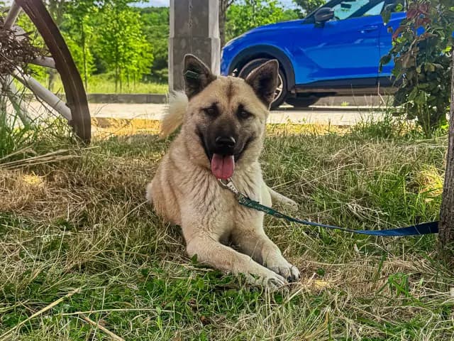 Sansa Melez Köpek, İstanbul