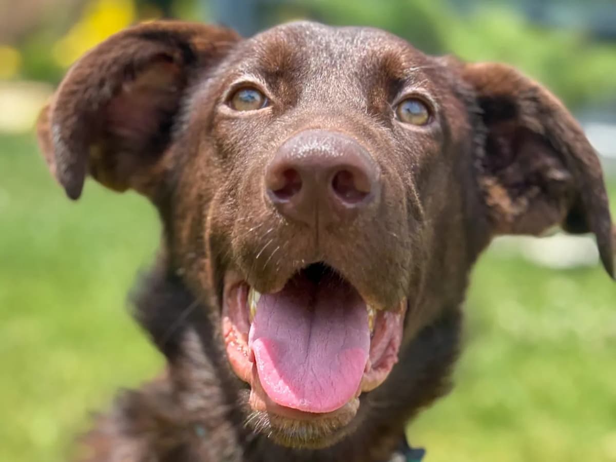 Baliko Melez Köpek, İstanbul