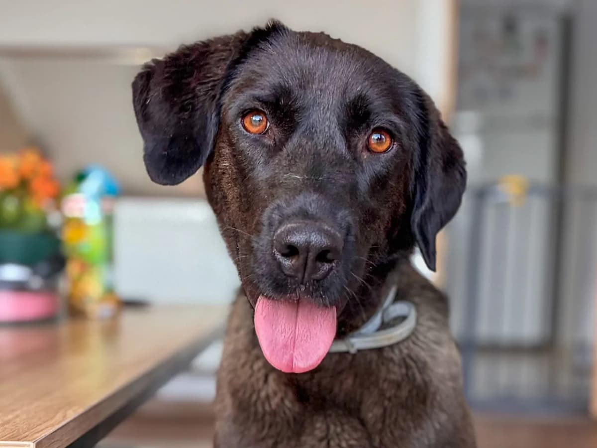 Zeytin Melez Köpek, İstanbul