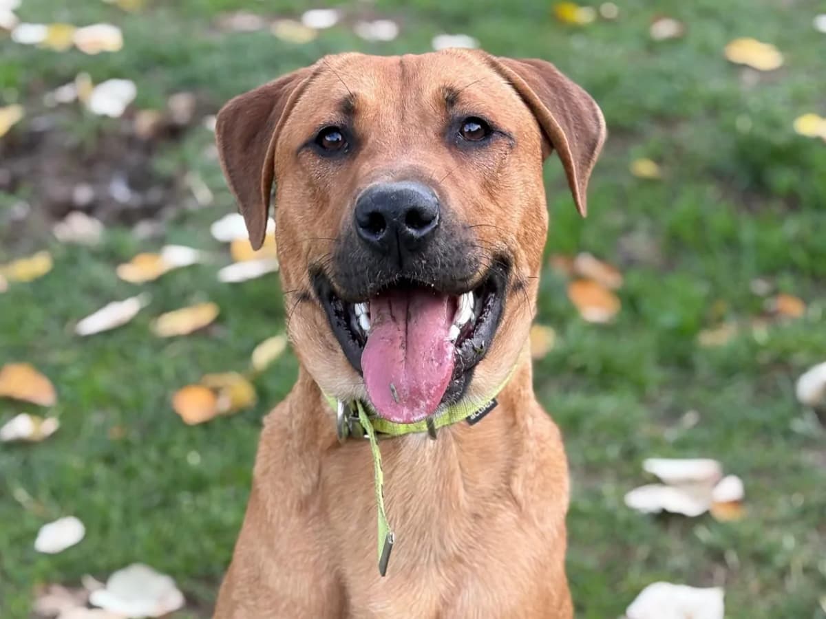 Max Melez Köpek, İstanbul