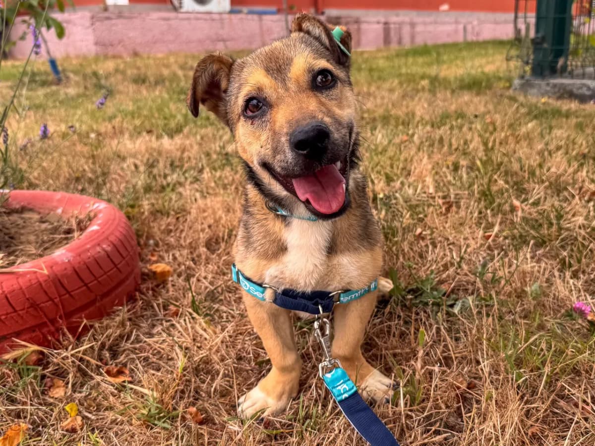 Fido Melez Köpek, İstanbul