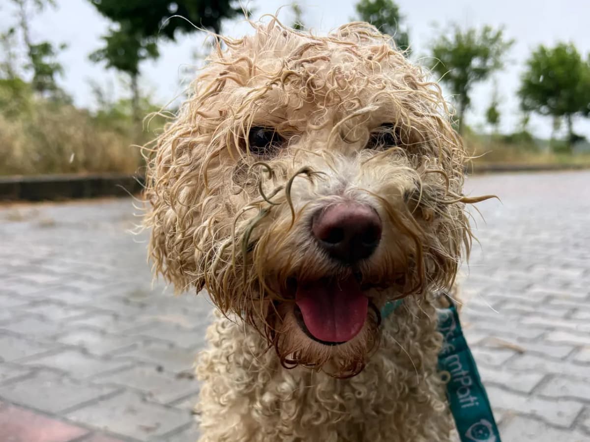 Cesur Melez Köpek, İstanbul