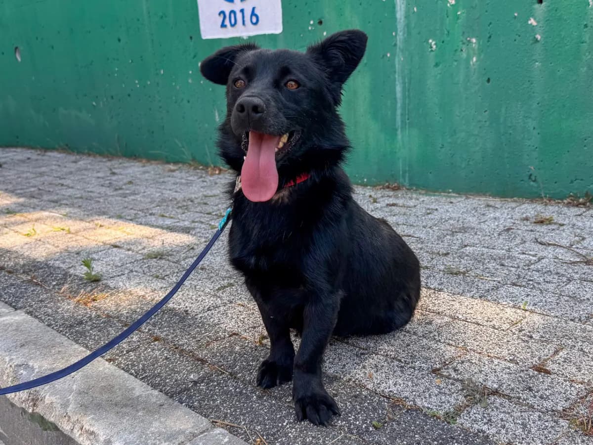 Peren Melez Köpek, İstanbul