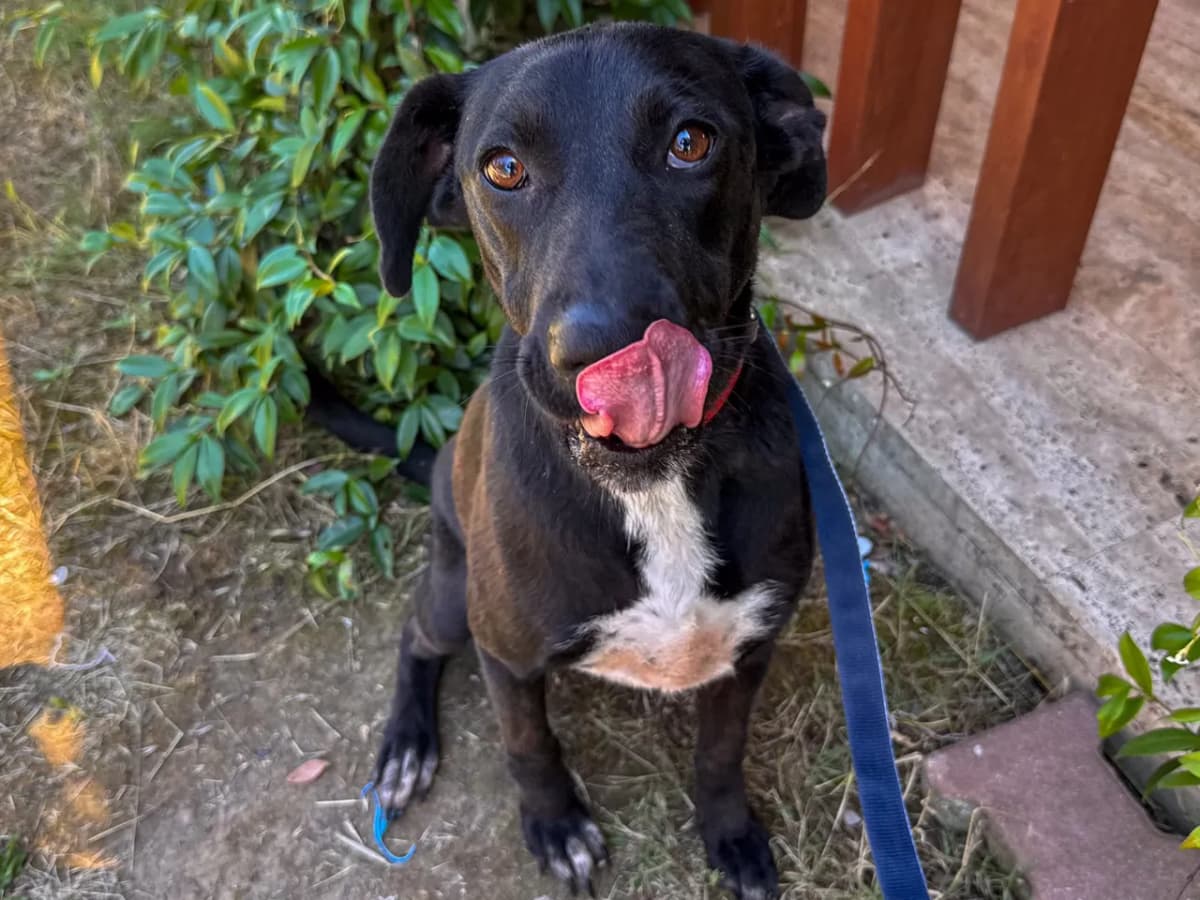 Kara Melez Köpek, İstanbul
