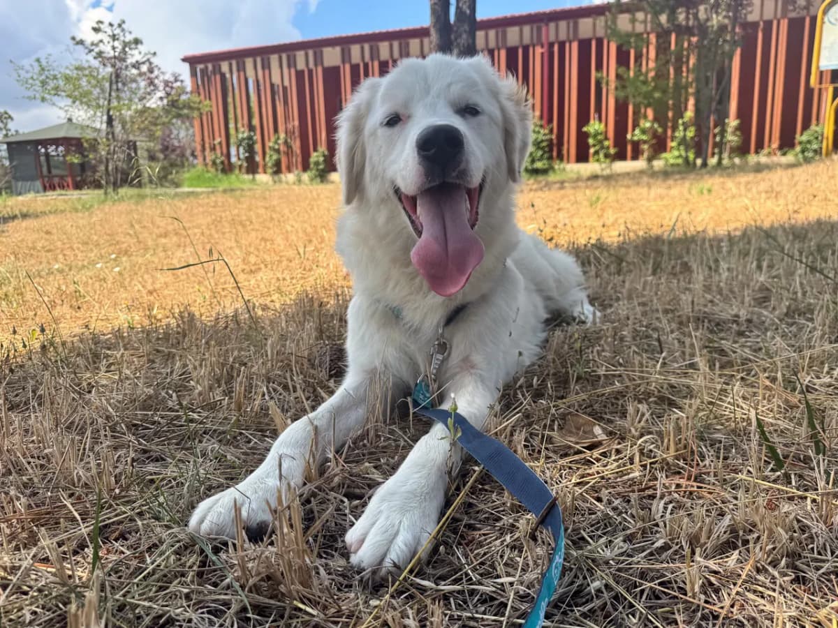 Gofret Melez Köpek, İstanbul