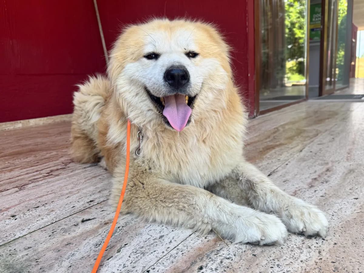 Görkem Melez Köpek, İstanbul