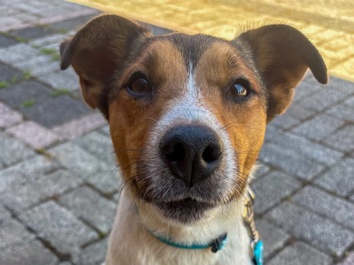 Çapkın Melez Köpek, İstanbul