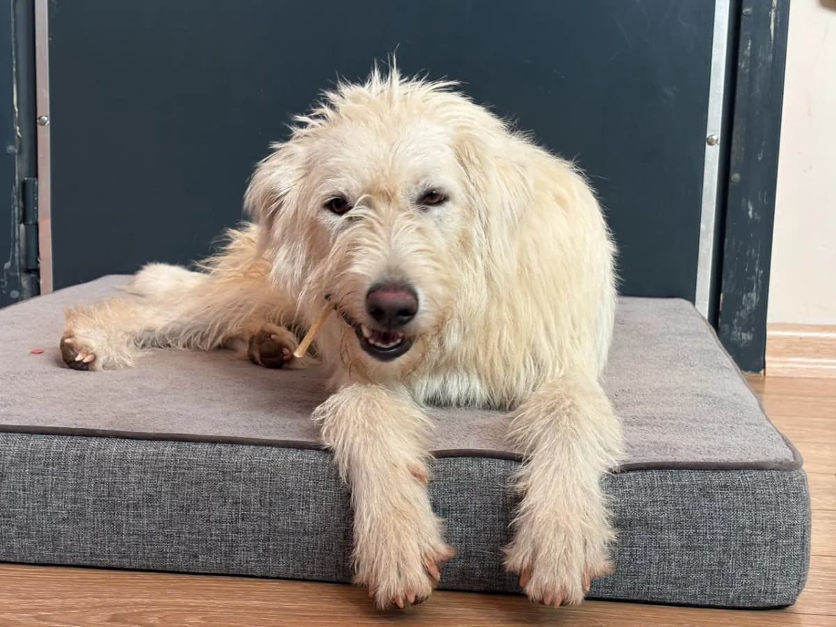 Sakız Melez Köpek, İstanbul
