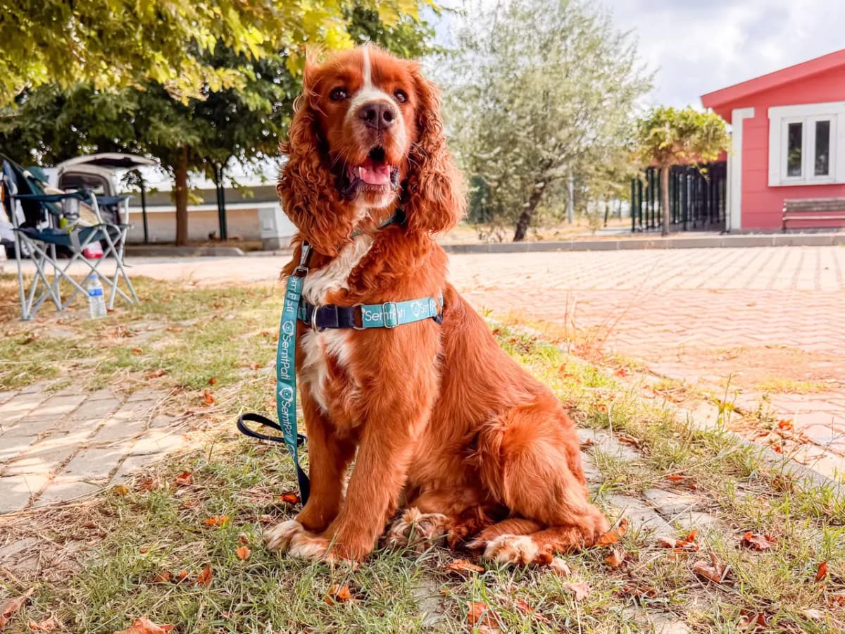Pier Melez Köpek, İstanbul