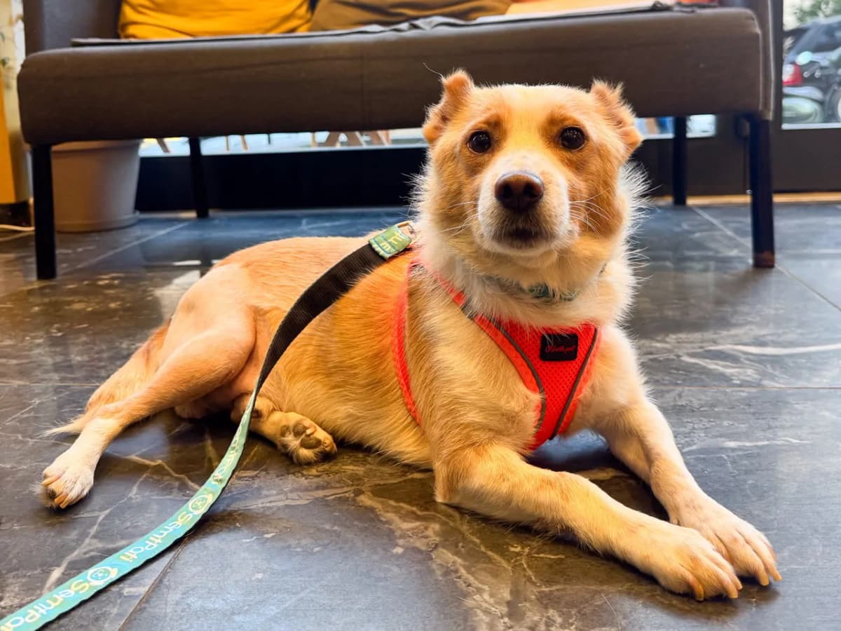 Teo Melez Köpek, İstanbul