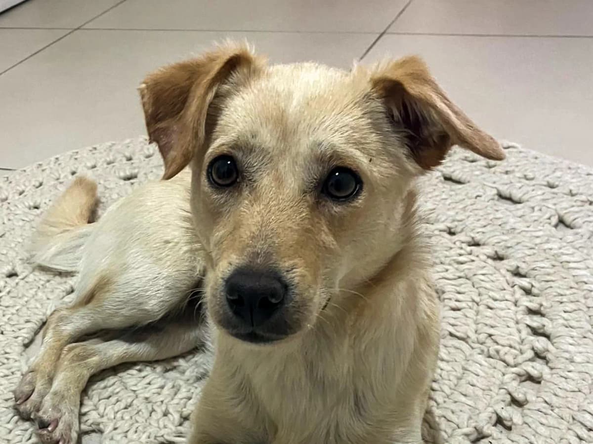 Kiraz Melez Köpek, İstanbul