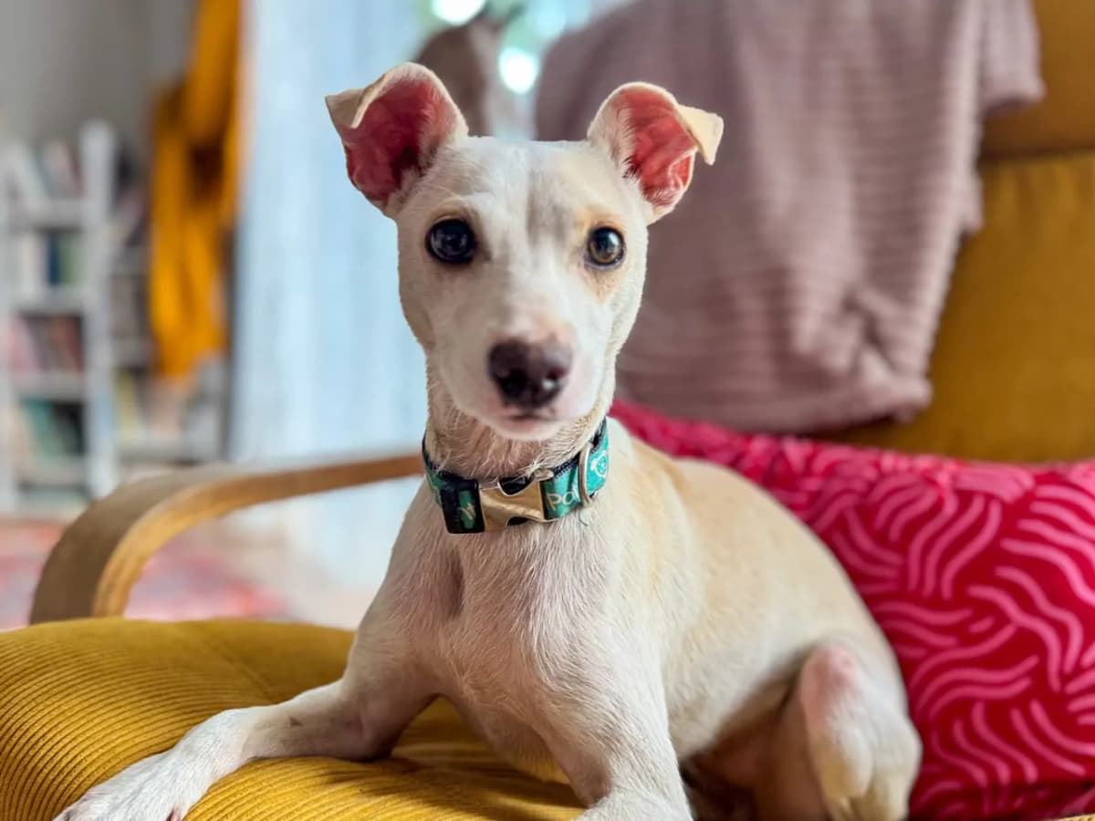 Nina Melez Köpek, İstanbul