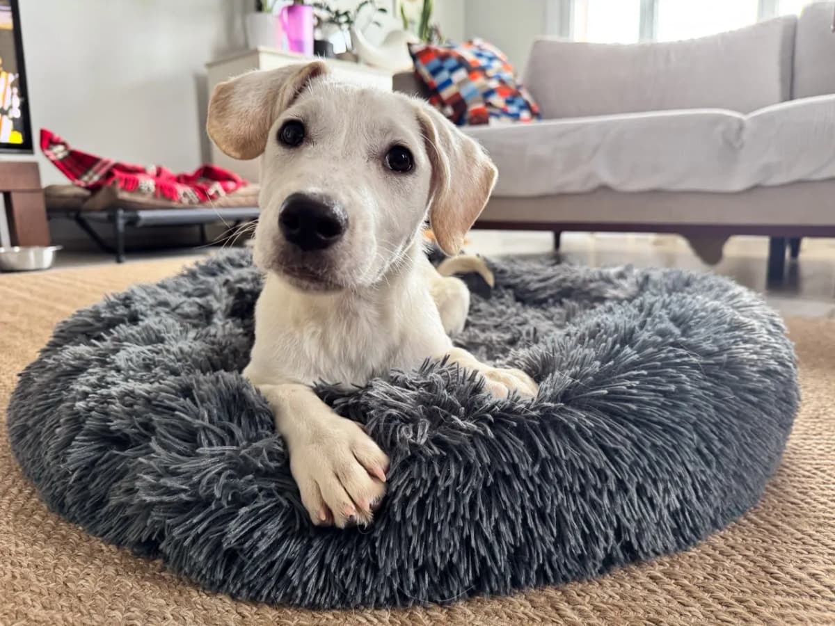 Vanilya Melez Köpek, İstanbul