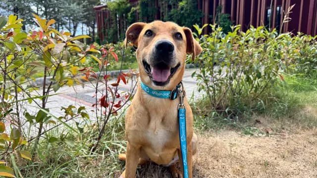 Mayra Melez Köpek, İstanbul