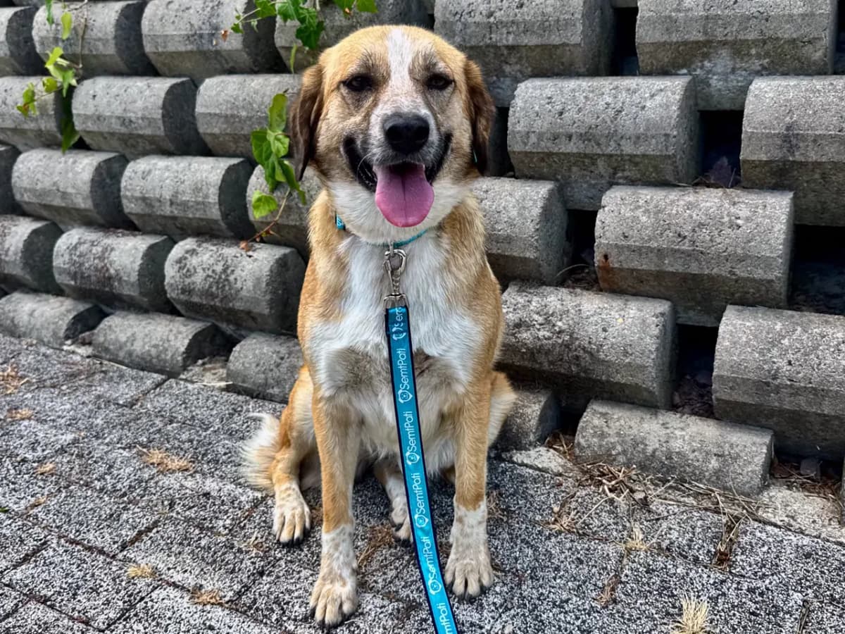 Balküpü Melez Köpek, İstanbul