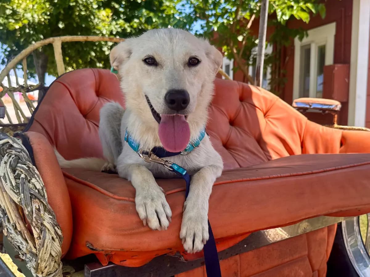 Pamuk Melez Köpek, İstanbul
