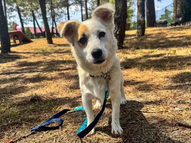 Angelica Melez Köpek, İstanbul