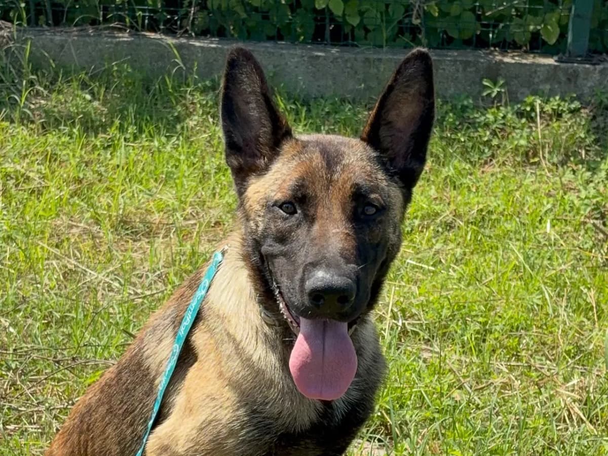 Reina Melez Köpek, İstanbul