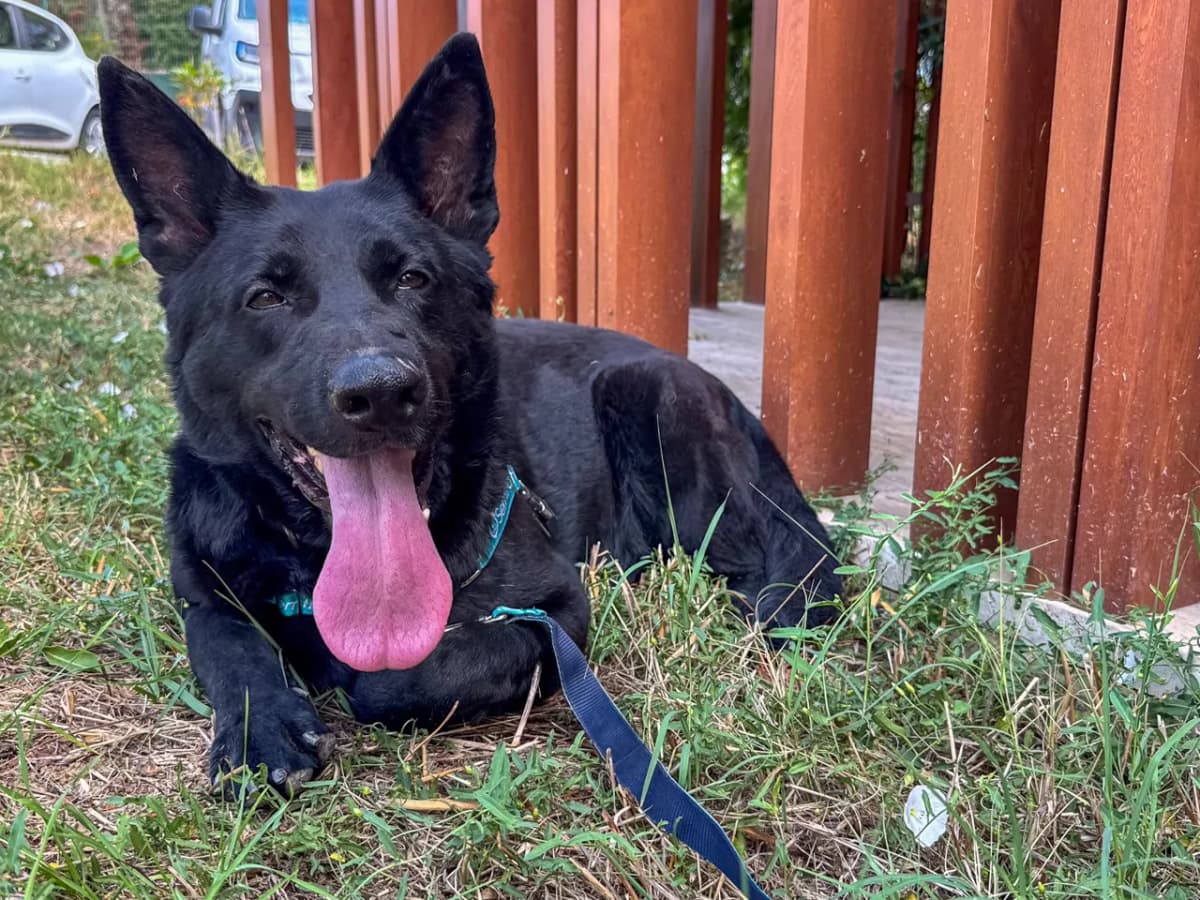 Artemis Melez Köpek, İstanbul