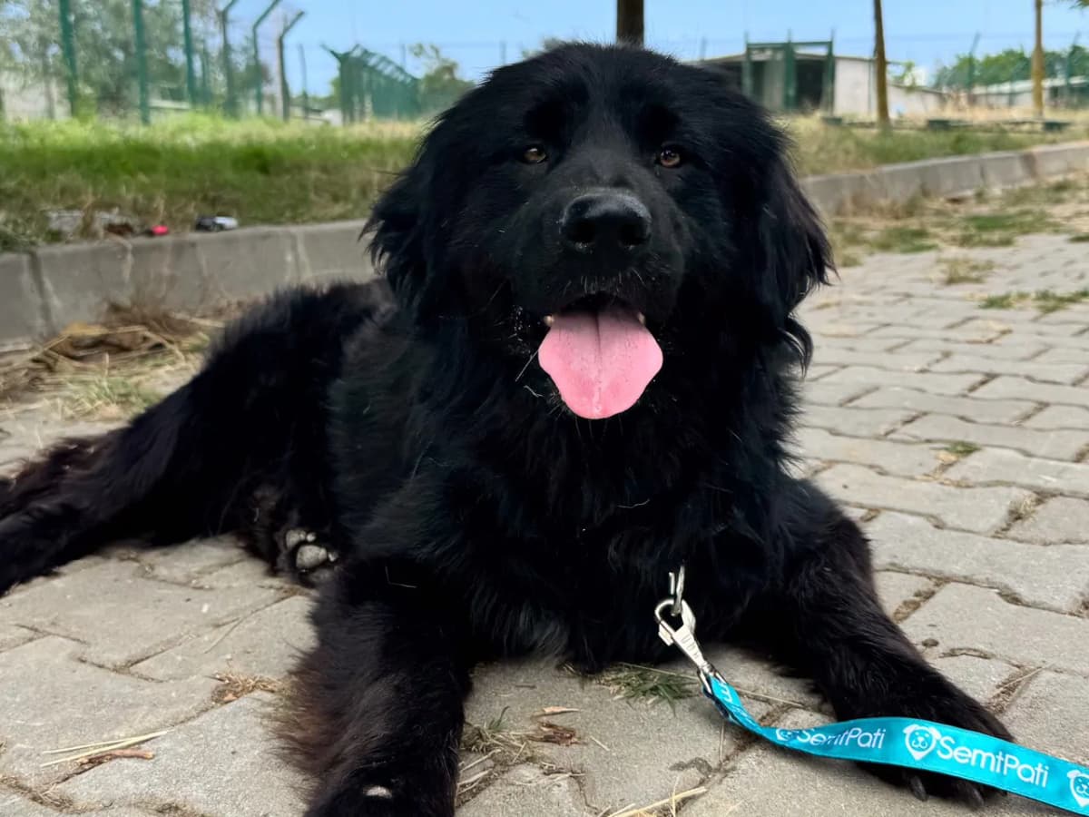 Erik Melez Köpek, İstanbul