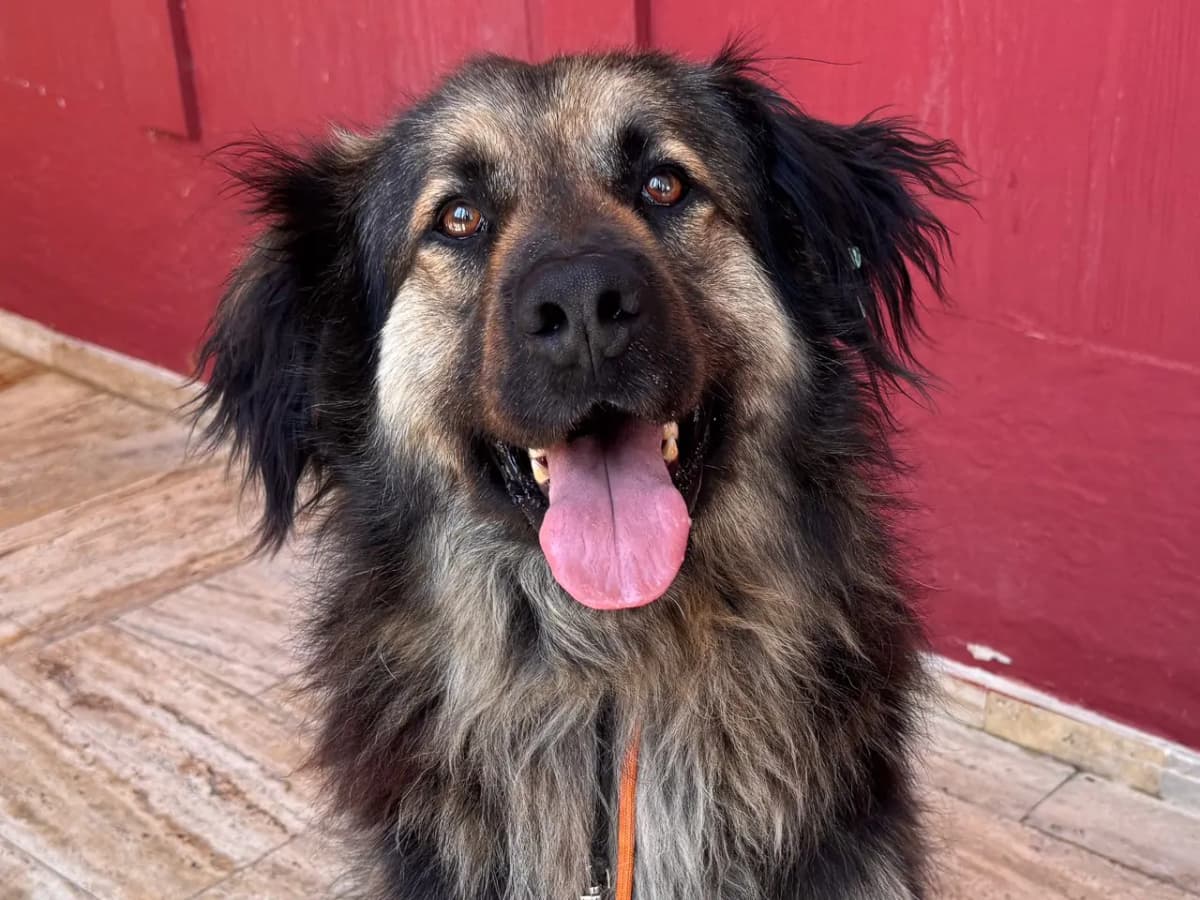 Bambam Melez Köpek, İstanbul