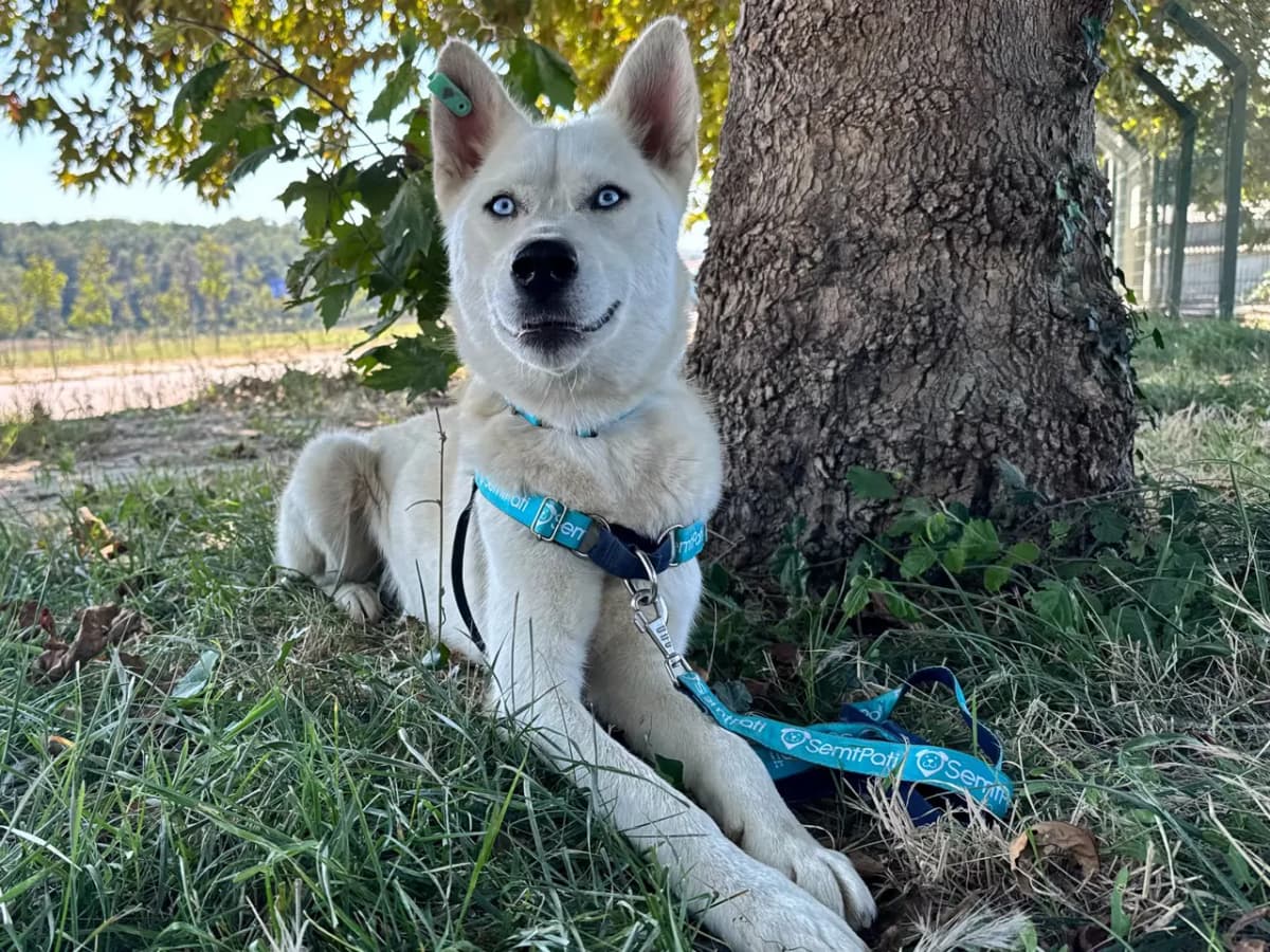 Poyraz Melez Köpek, İstanbul