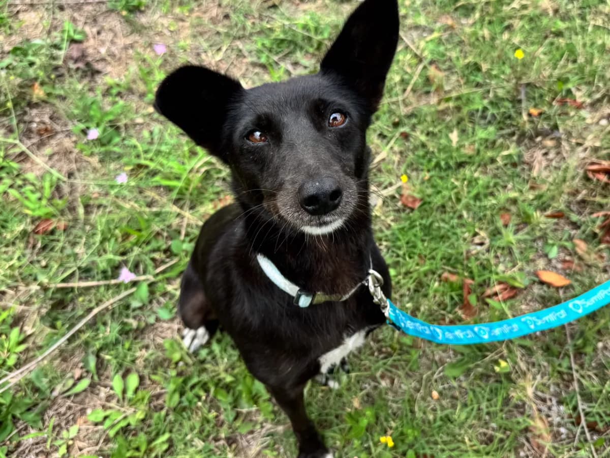 İnci Melez Köpek, İstanbul
