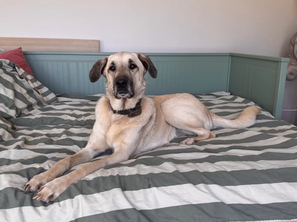 Uzun Melez Köpek, İstanbul