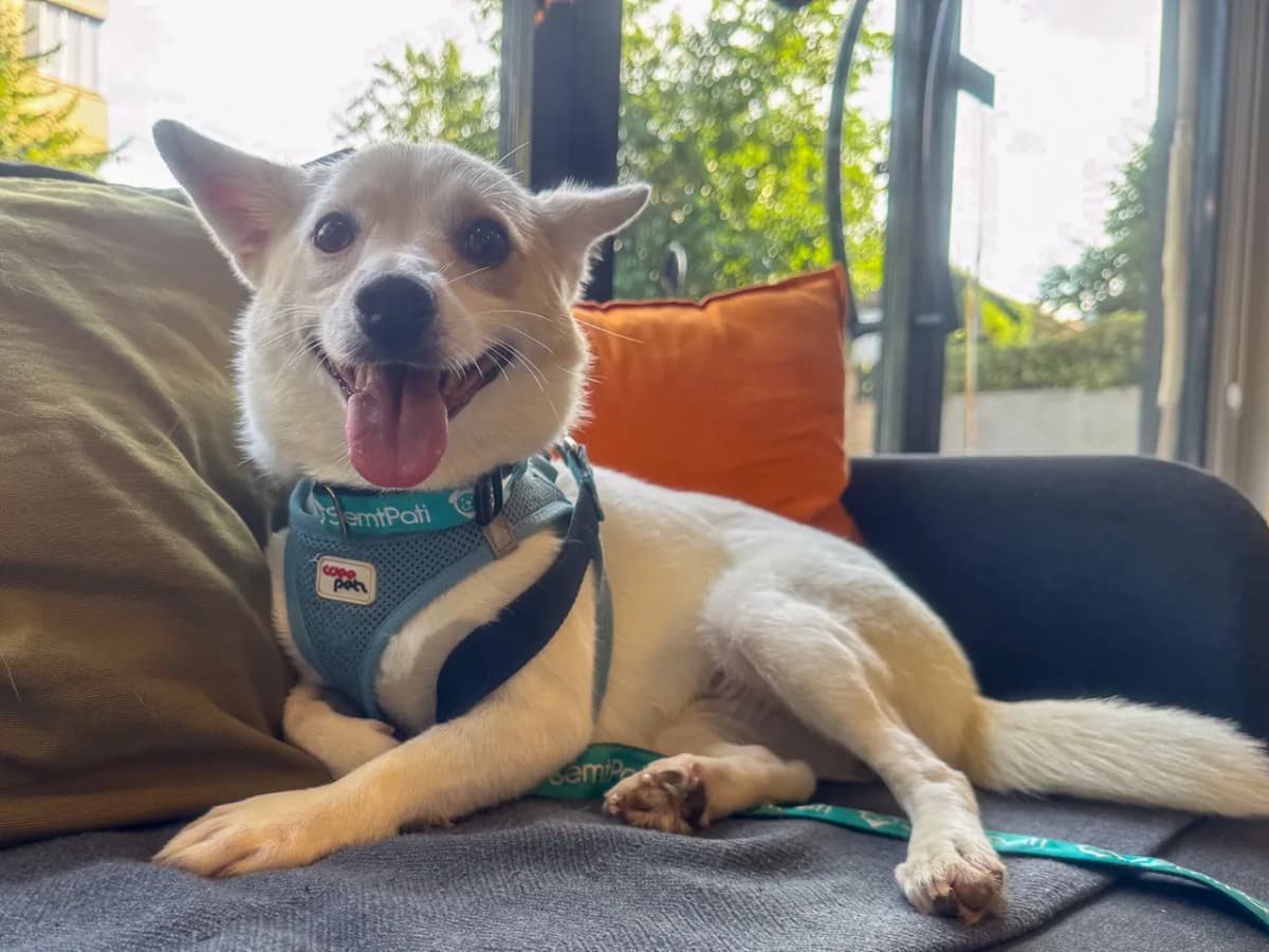 Viva Melez Köpek, İstanbul