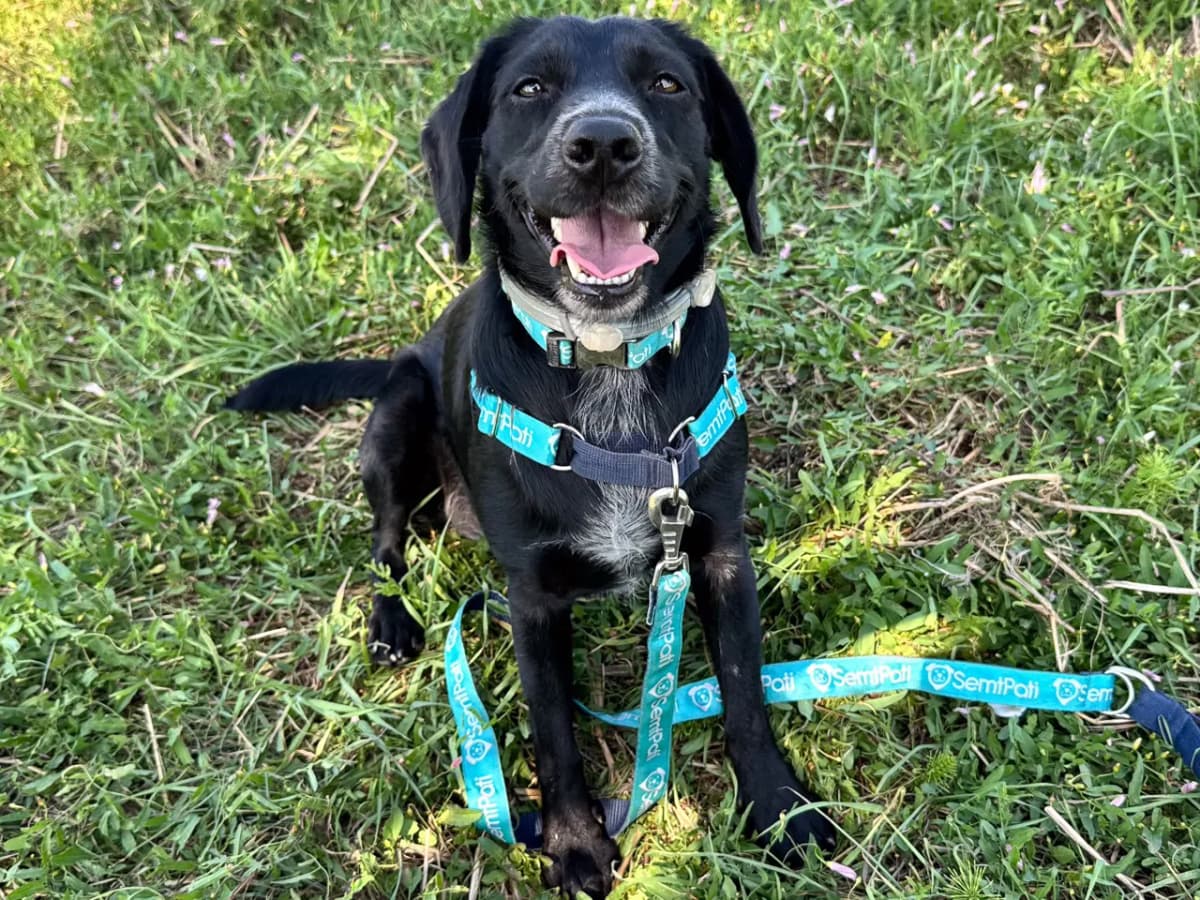 Zuzu Melez Köpek, İstanbul