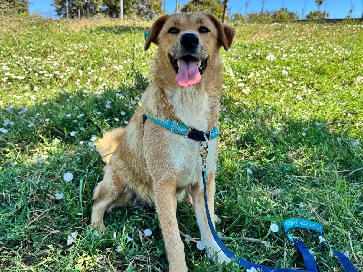 Dino Melez Köpek, İstanbul