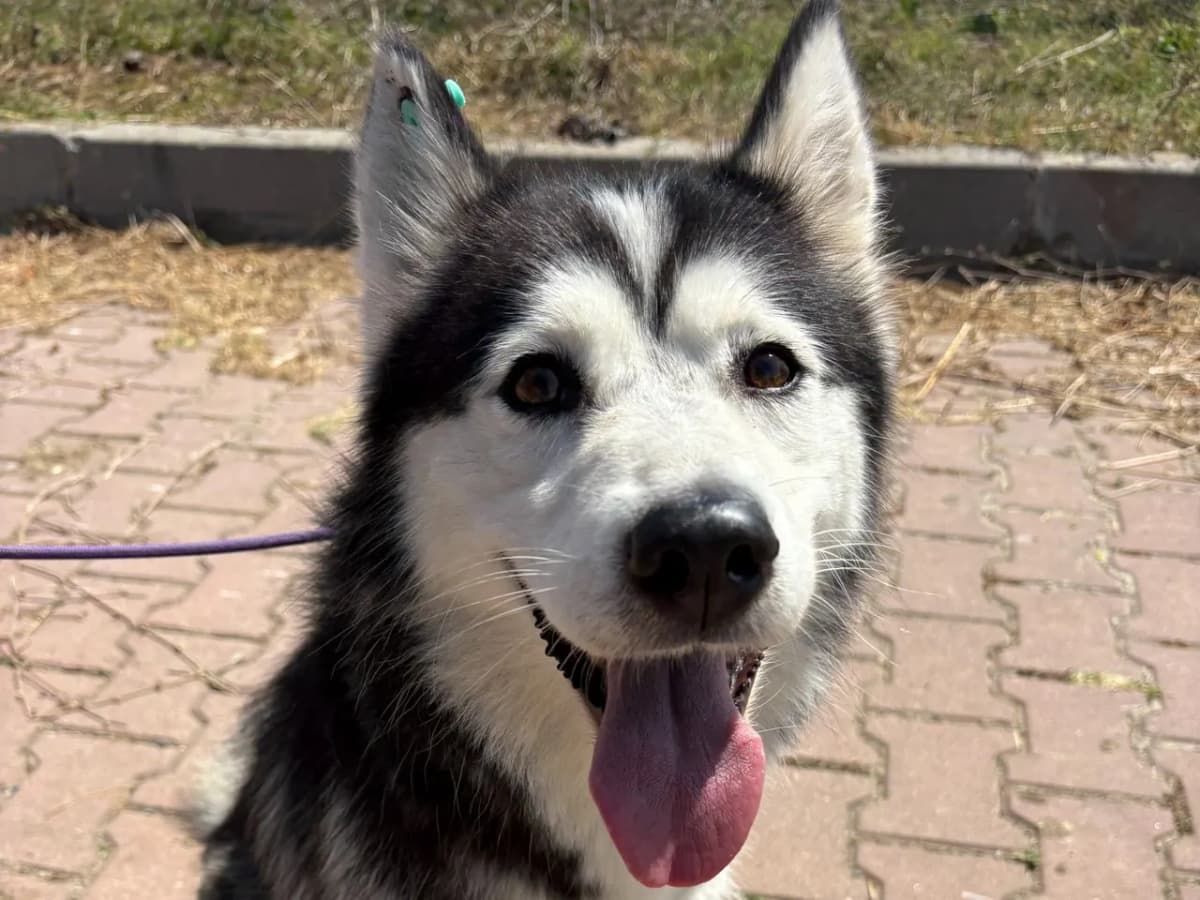 Yuri Melez Köpek, İstanbul