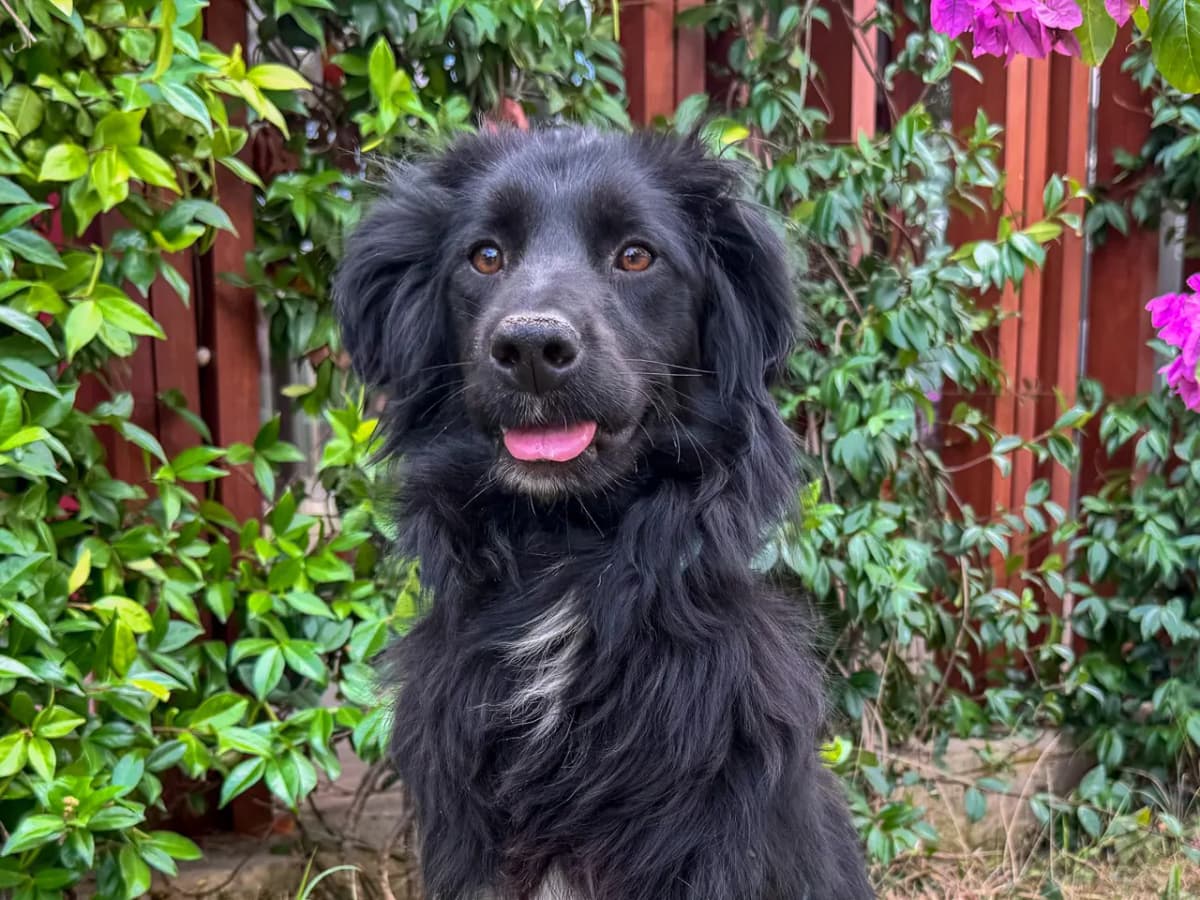Olivia Melez Köpek, İstanbul