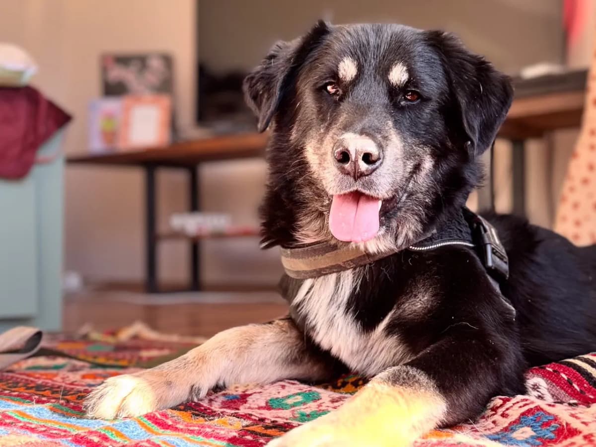 Simba Melez Köpek, İstanbul