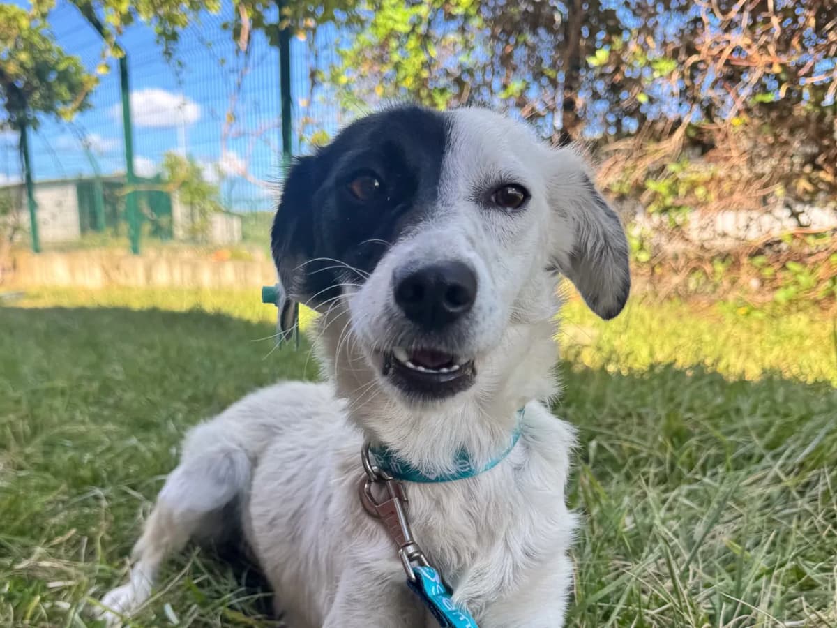 Skye Melez Köpek, İstanbul