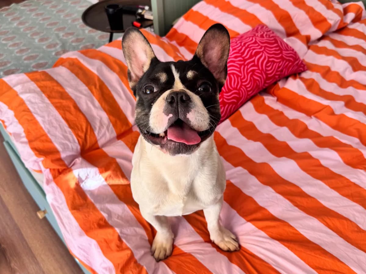 Pablo Melez Köpek, İstanbul