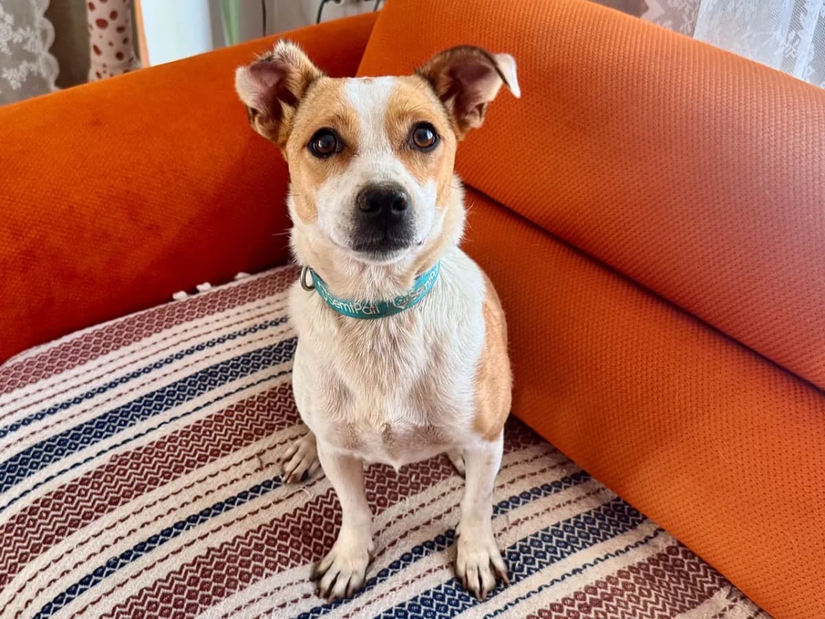 Tika Melez Köpek, İstanbul