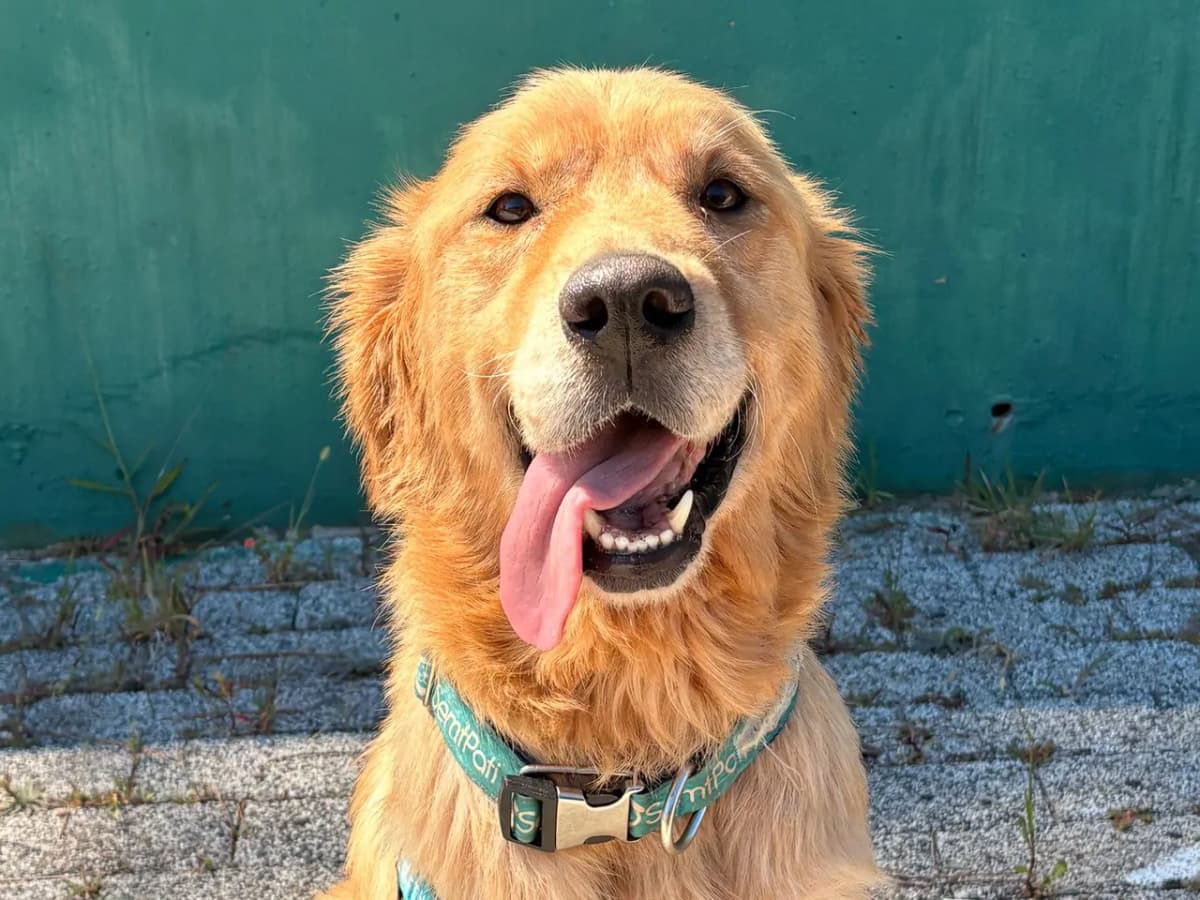 Köfte Melez Köpek, İstanbul