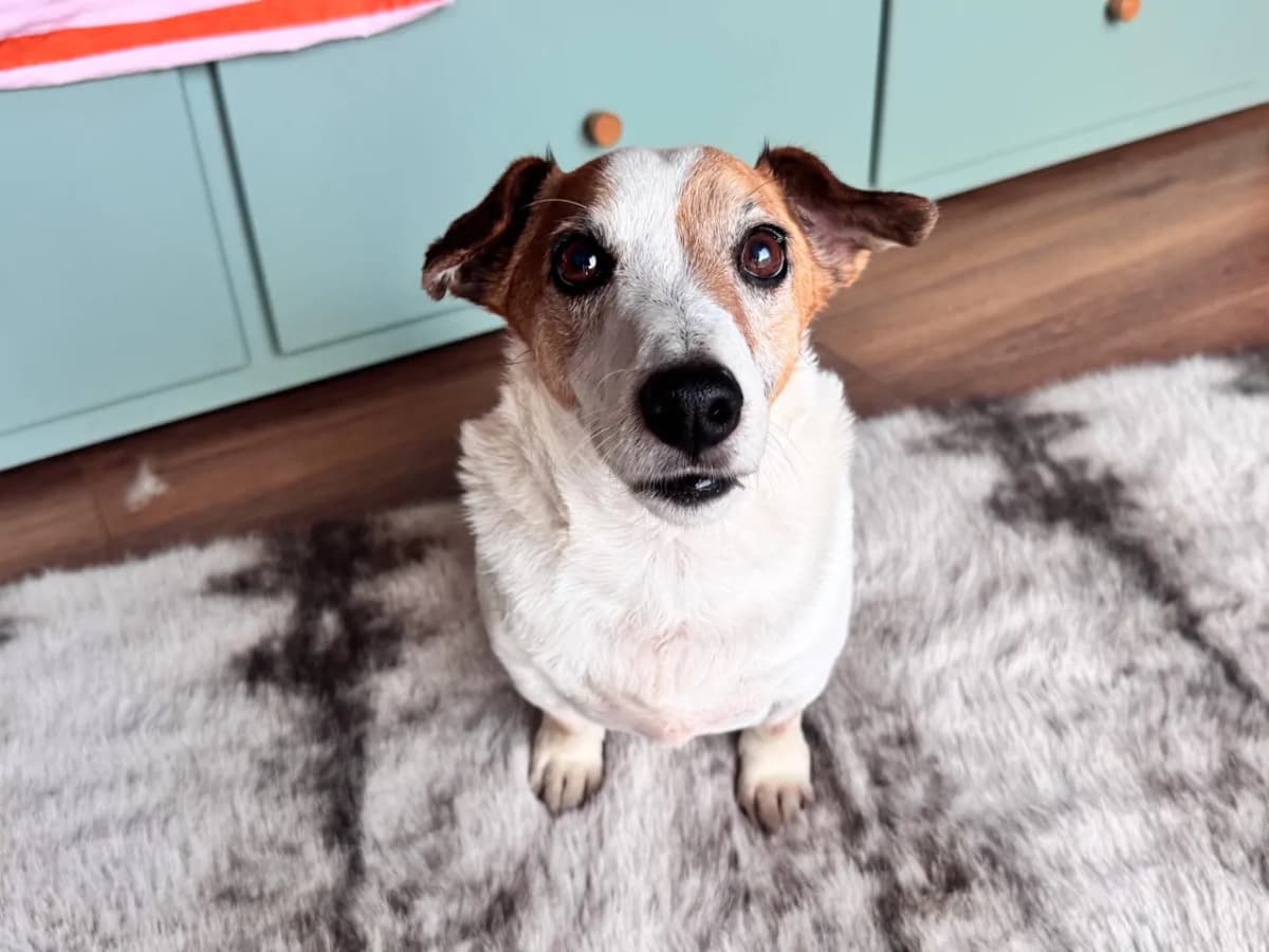 Milo Melez Köpek, İstanbul