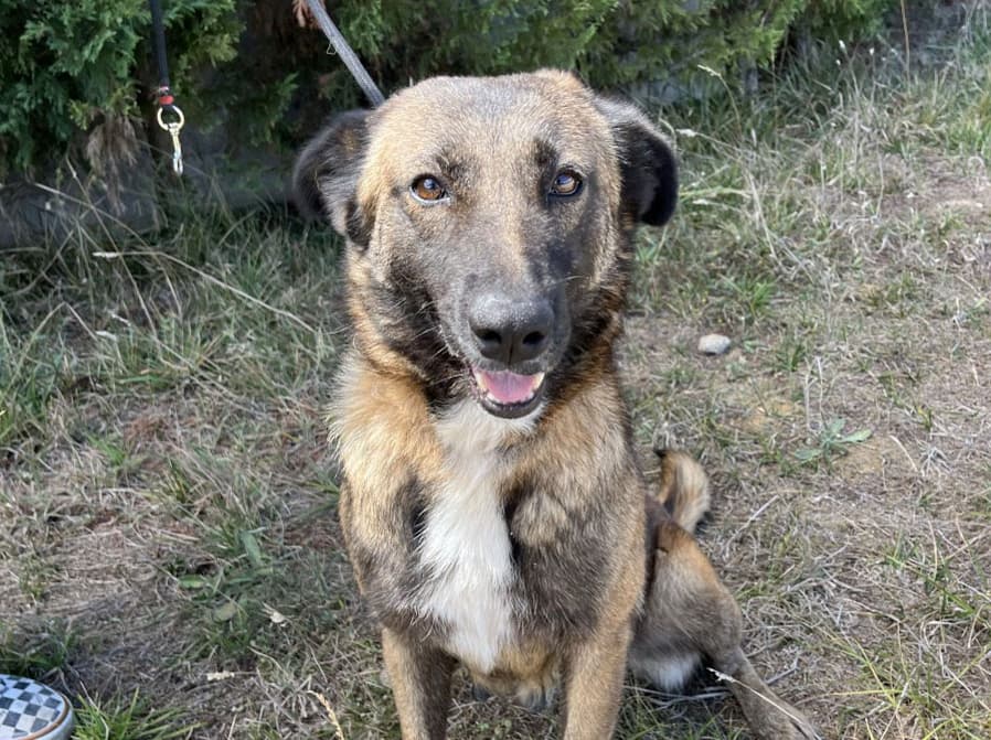 Anika Melez Köpek, İstanbul