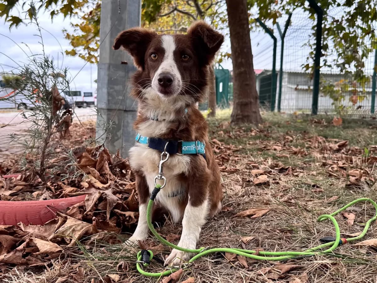 İstanbul Melez Köpek Melez Köpek, İstanbul